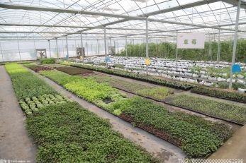 农村种植什么前景好?种植蘑菇的成本要多少?
