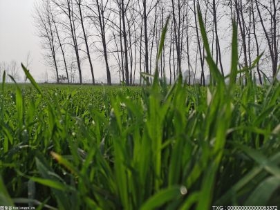 干旱地区适合种植的农作为有哪些？干旱山地适合种什么果树？