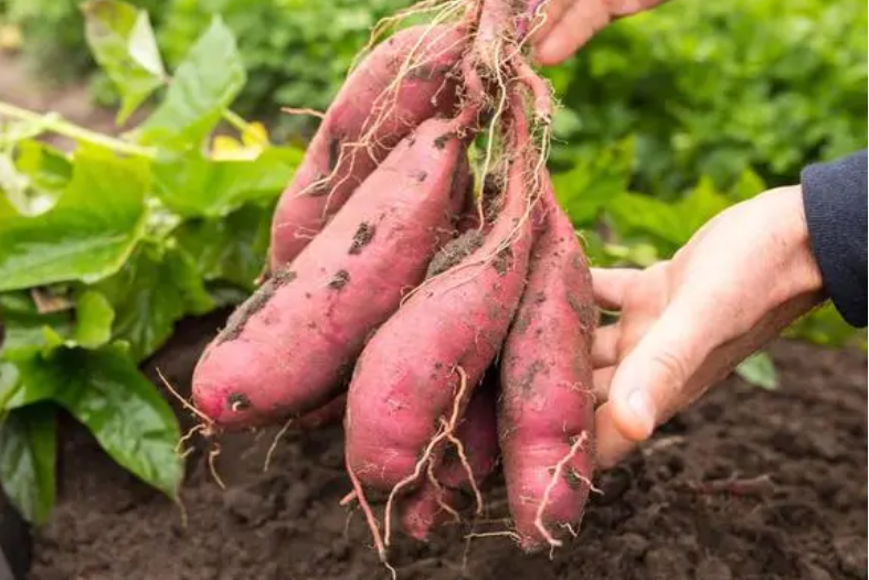 红薯和紫薯哪个营养价值高？为什么减肥不建议吃紫薯？