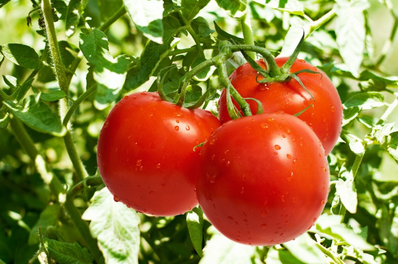 西红柿结果时期延长的方法？西红柿怎么催熟？