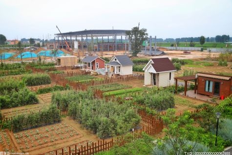 农村冷门暴利种植项目？种植什么致富？