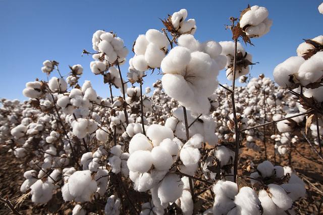 新疆棉花产量为什么这么高？新疆棉花生产周期是多久？
