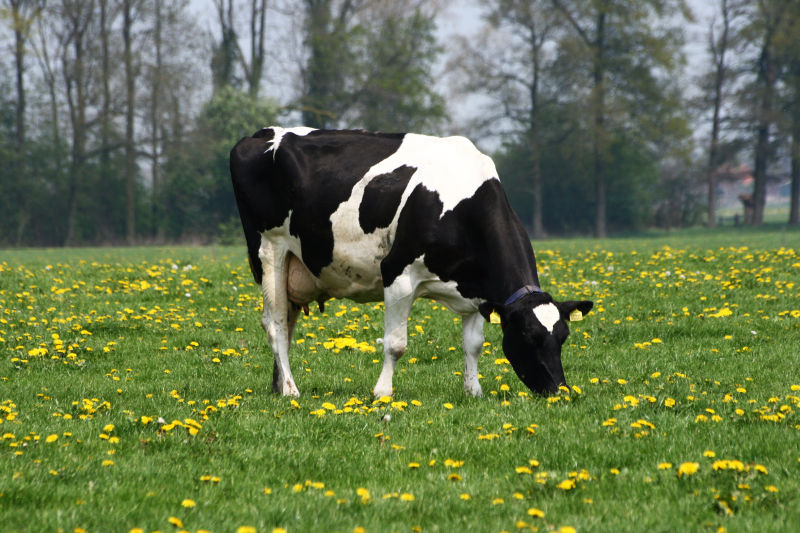 奶牛产奶量受什么因素影响？提高...