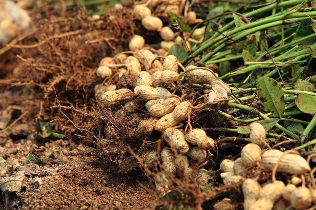 怎样防治花生叶斑病？花生叶斑病的症状表现?