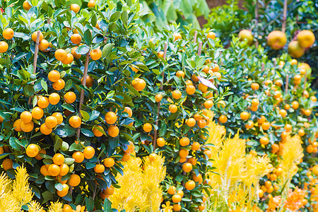 如何预防柑橘沙皮病？柑橘砂皮病的发病原因？