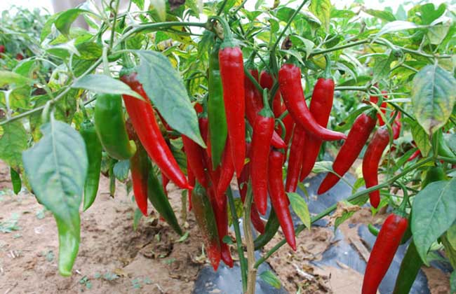 辣椒可以采收几次？辣椒是怎么种植的 ?