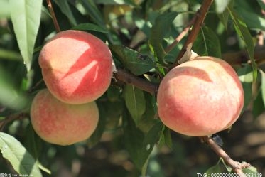 脆桃哪种最好吃？脆桃和软桃的区别是什么？