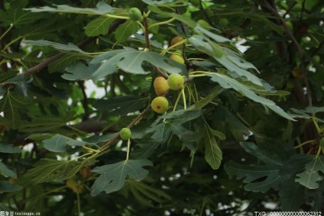 无花果为什么叫无花果？无花果几月份成熟？