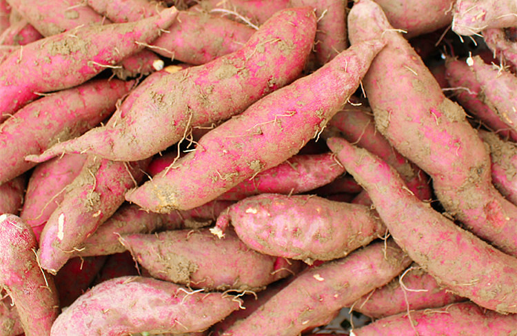 红薯如何种植？红薯如何防止地下害虫？