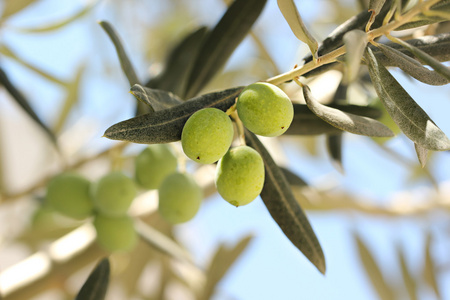 橄榄如何保存？新鲜的橄榄可以冷冻保存吗？