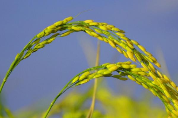 适合水稻生长的气候条件是什么？水稻各时期对温度的要求？