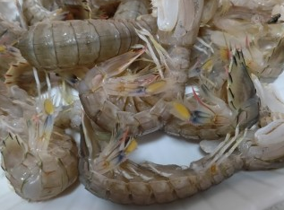 皮皮虾如何分辨公母？皮皮虾公的好吃还是母的好吃？