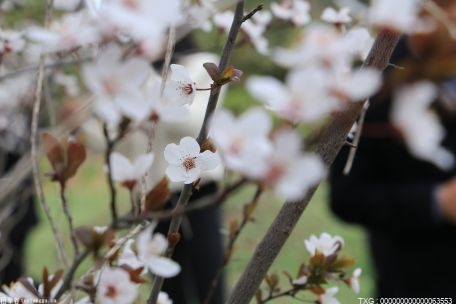 海棠的花期有多久？海棠花期养护技巧？|当前热闻